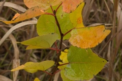 rmsp_20070831-9